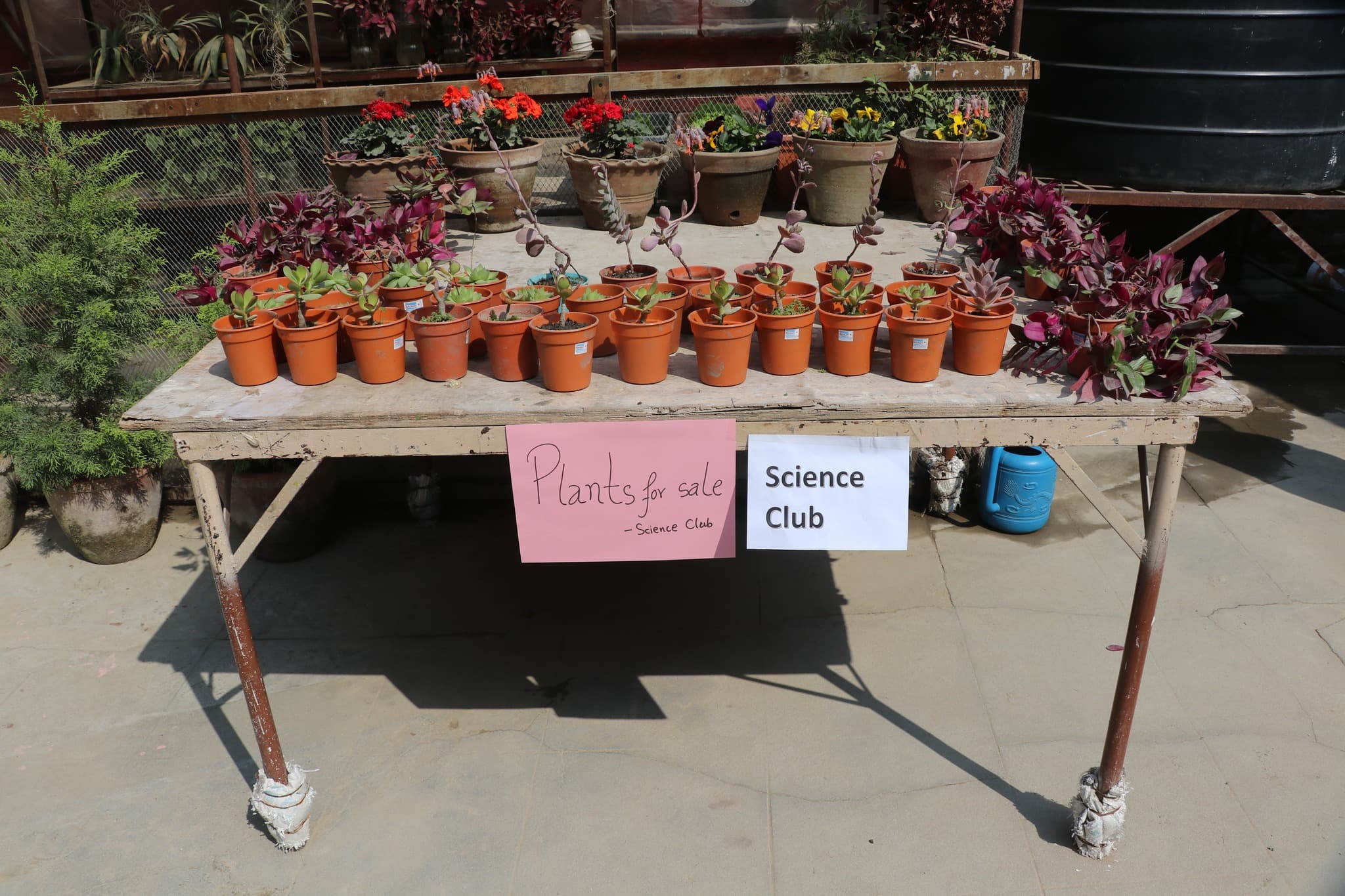 School Garden Project